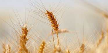 Dzień polskiej żywności