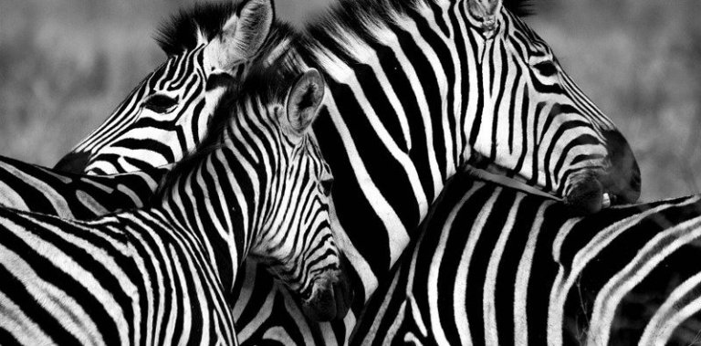 Efekt „Zebra”